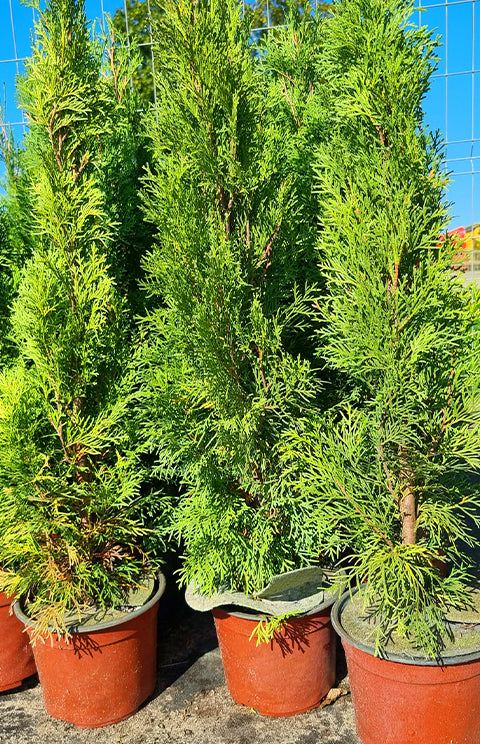 Tuja Szmaragd Doniczka 70-80 cm