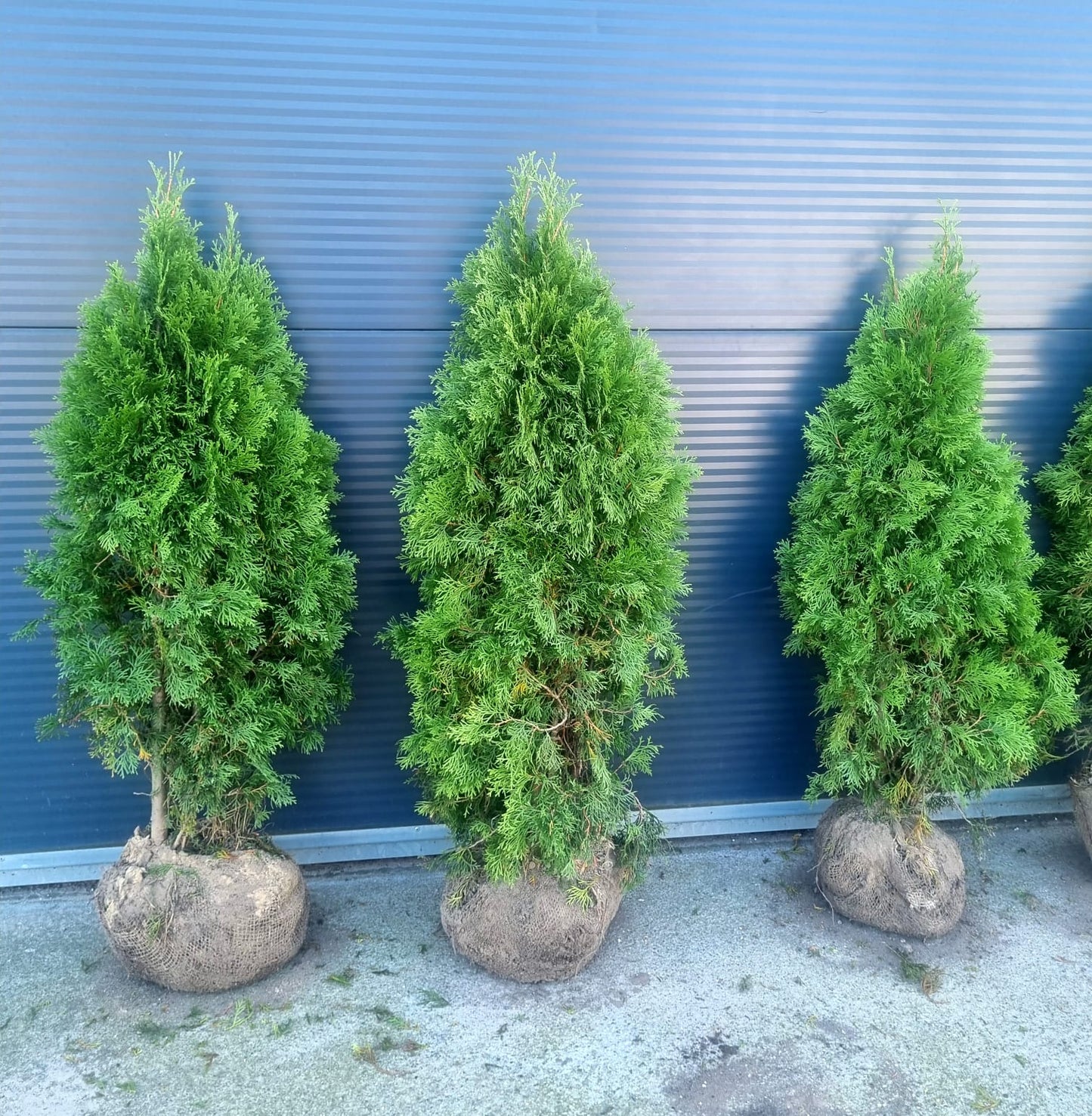 Tuja Szmaragd II Klasy - 80-90 cm