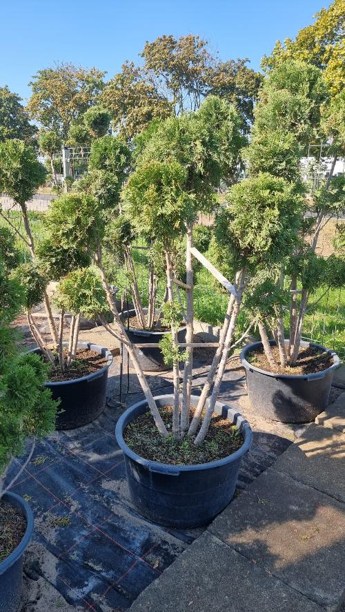 Tuja Szmaragd Formowana - 160 cm (Bonsai)