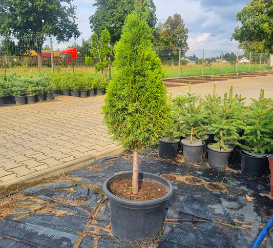 Tuja Szmaragd Formowana - 140 cm Kulka/Choinka