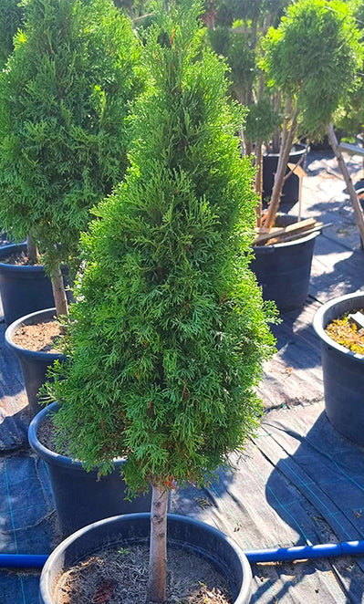 Tuja Szmaragd Formowana - 50-60 cm Kulka/Choinka