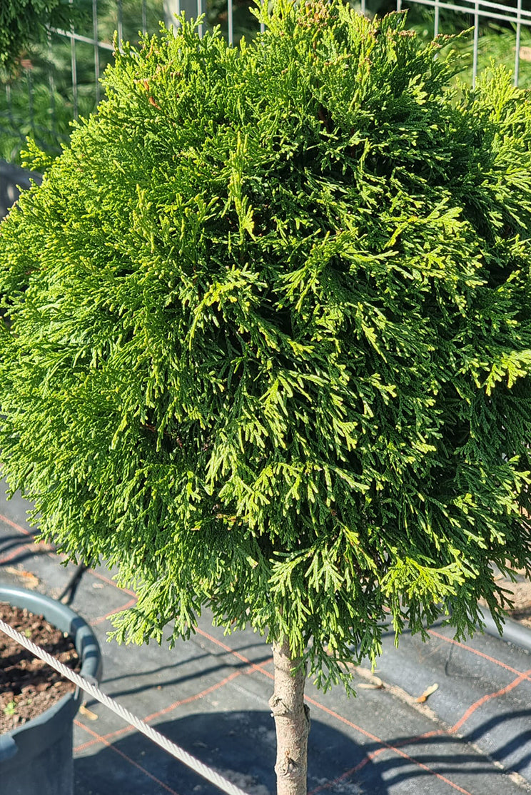 Tuja Szmaragd Formowana - 50-60 cm Kulka/Choinka