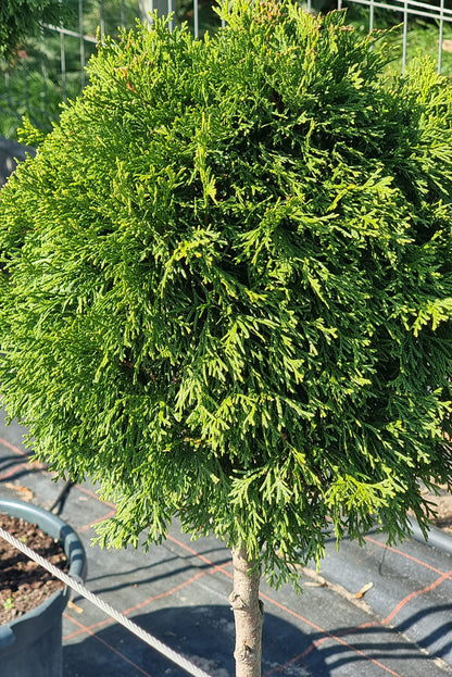 Tuja Szmaragd Formowana - 50-60 cm Kulka/Choinka