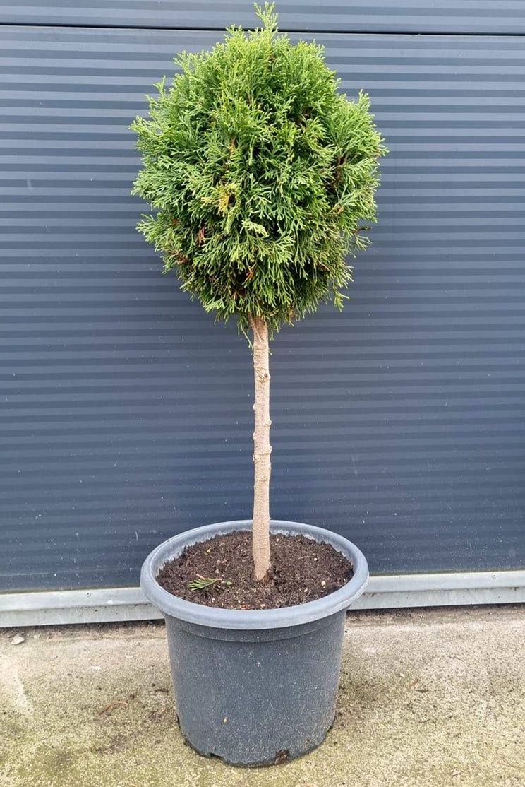 Tuja Szmaragd Formowana - 50-60 cm Kulka/Choinka