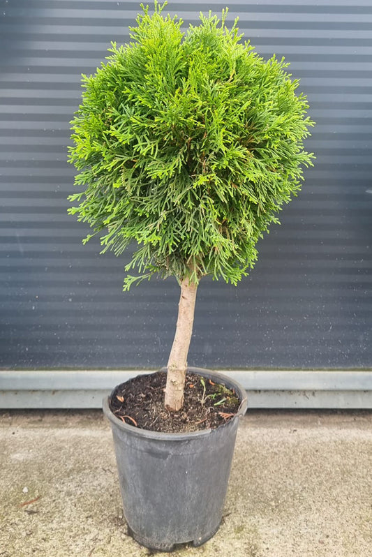 Tuja Szmaragd Formowana - 80 cm Kulka/Choinka
