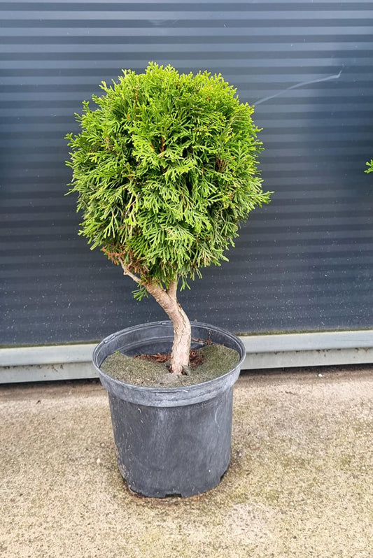 Tuja Szmaragd Formowana - 100 cm Kulka/Choinka