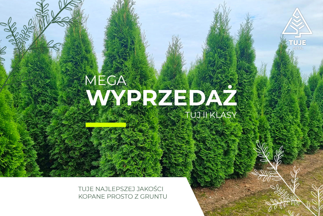 Tuja Szmaragd II Klasy - 80-90 cm